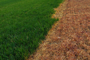 Use of Herbicides in Switzerland Einsatz von Herbiziden